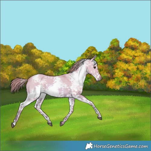 Horse Color:Watercolor White Spotted Red Dun 