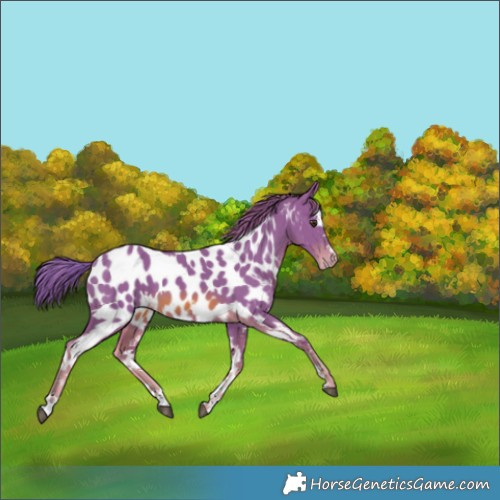 Horse Color:Watercolor White Spotted Chestnut Appaloosa 