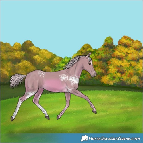 Horse Color:Watercolor White Spotted Palomino Sabino 