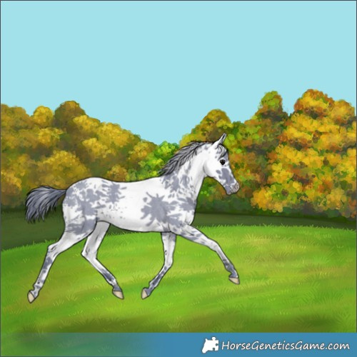Horse Color:Watercolor White Spotted Blue Roan 