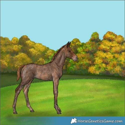 Horse Color:Red Ice Roan Rabicano 