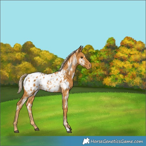 Horse Color:Palomino Ice Appaloosa 