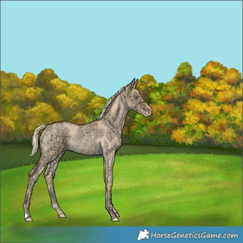 Horse Color:Gold Cream Champagne Ice Roan Dun Rabicano 