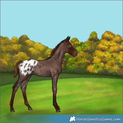 Horse Color:Gray Red Ice Roan Appaloosa Rabicano 