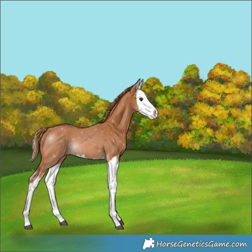 Horse Color:Chestnut Splash 