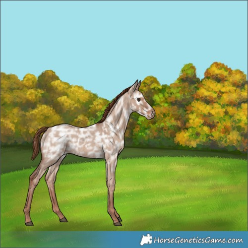 Horse Color:Red Dun Ice Roan Rabicano 