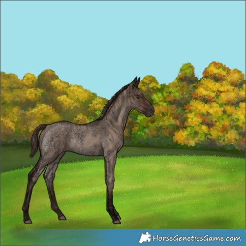 Horse Color:Liver Red Dun Ice Roan Rabicano 