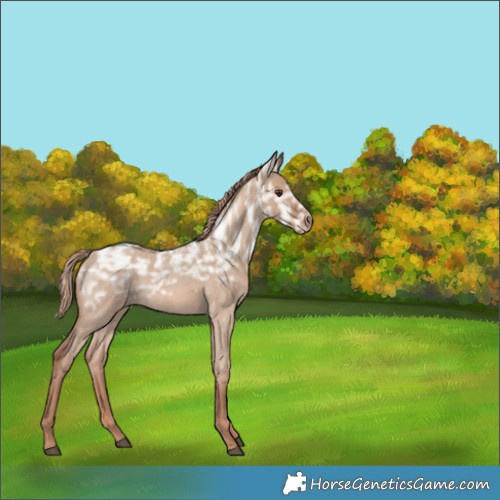 Horse Color:Red Dun Ice Roan Rabicano 