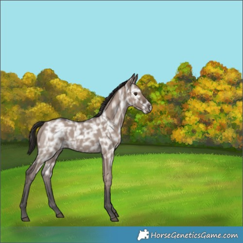 Horse Color:Liver Red Dun Ice Roan Rabicano 