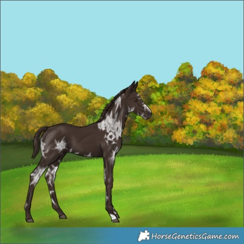 Horse Color:Liver Chestnut Ice 