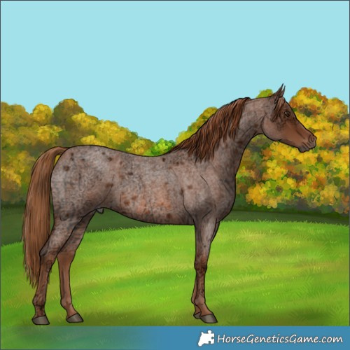 Horse Color:Red Ice Roan Rabicano 