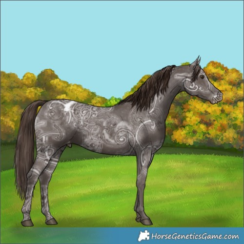 Horse Color:Liver Chestnut Ice Appaloosa 