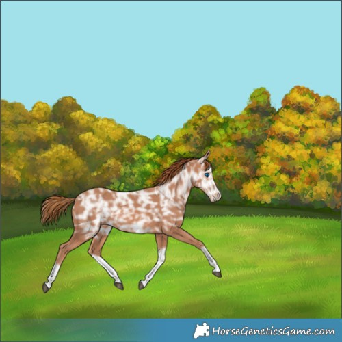 Horse Color:Chestnut Ice Splash Frame Rabicano 
