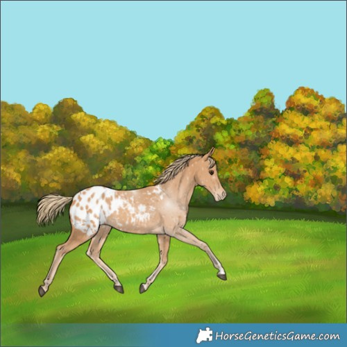 Horse Color:Chestnut Appaloosa 
