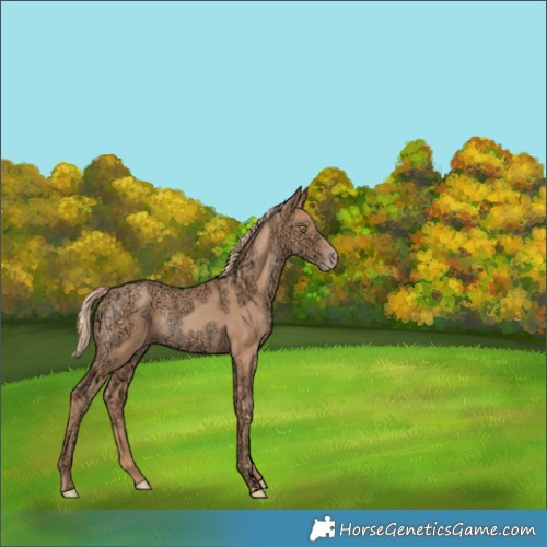 Horse Color:Gold Champagne Ice Rabicano 