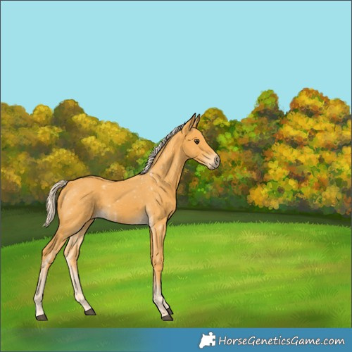 Horse Color:Palomino 