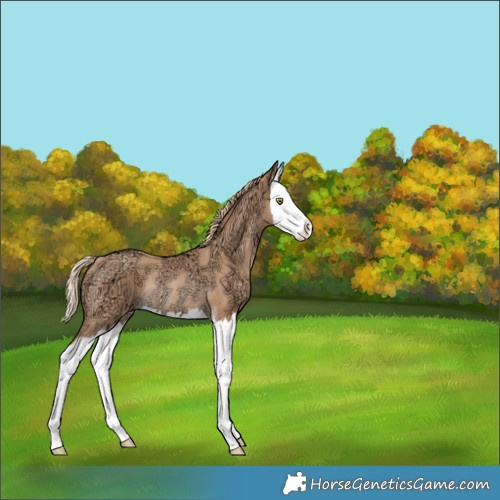 Horse Color:Gold Champagne Ice Splash Rabicano 