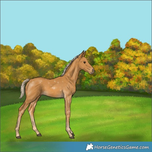 Horse Color:Palomino 