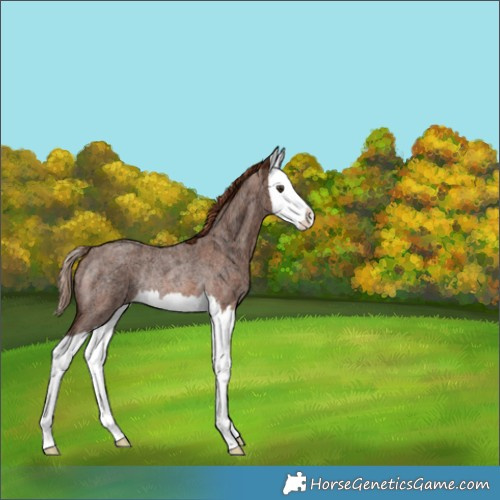 Horse Color:Red Ice Roan Splash Rabicano 