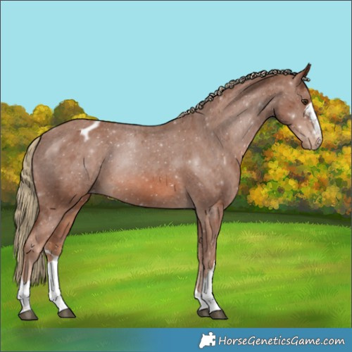 Horse Color:Chestnut Appaloosa 