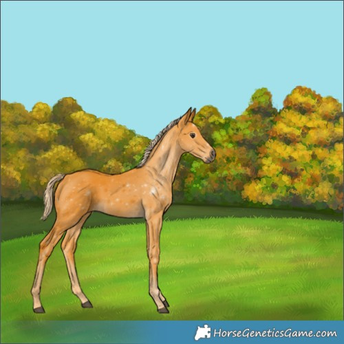 Horse Color:Gray Palomino 