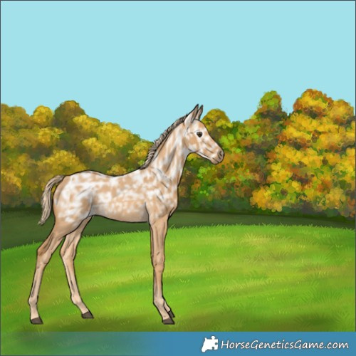 Horse Color:Palomino Ice Roan Rabicano 