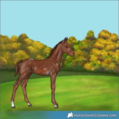 Horse Color:Chestnut Tobiano 