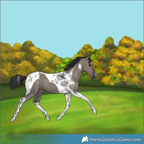 Horse Color:Grullo Tobiano 