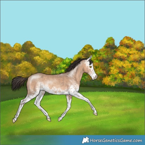 Horse Color:White Spotted Amber Champagne 