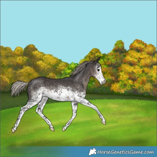 Horse Color:White Spotted Silver Smoky Black 