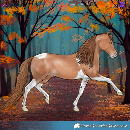 Horse Color:Gold Champagne Tobiano 