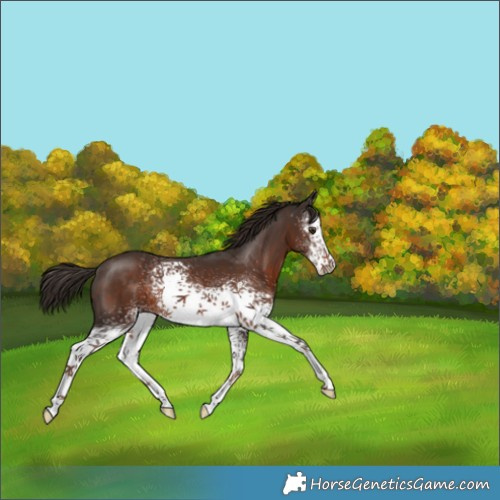 Horse Color:White Spotted Liver Chestnut 