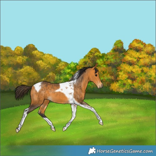 Horse Color:Buckskin Tobiano 