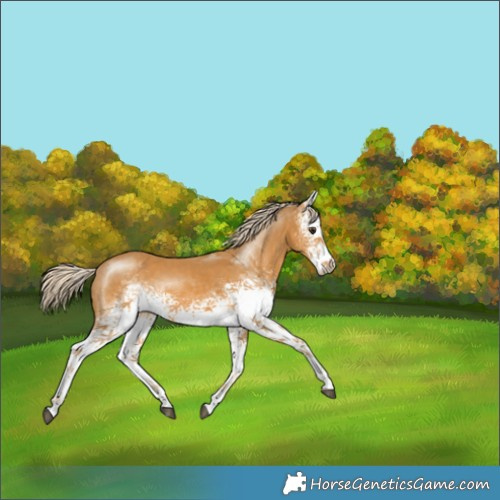 Horse Color:White Spotted Palomino Sabino 