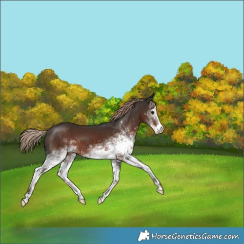 Horse Color:White Spotted Liver Chestnut Sabino 