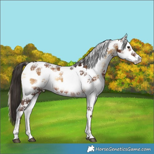 Horse Color:White Spotted Liver Red Onyx 