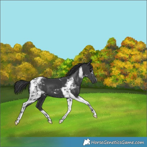 Horse Color:Black Tobiano 