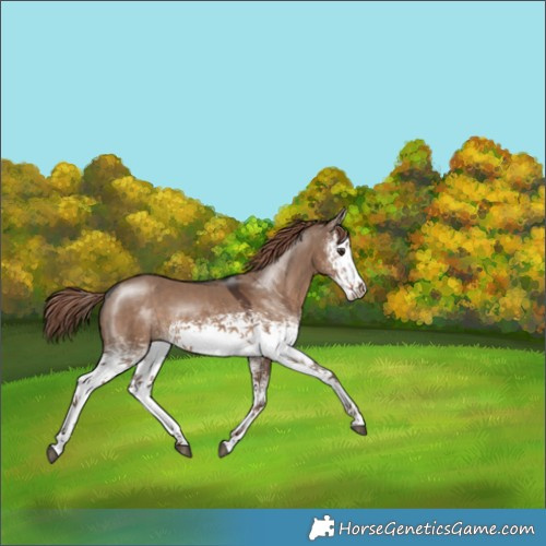 Horse Color:White Spotted Liver Red Dun 