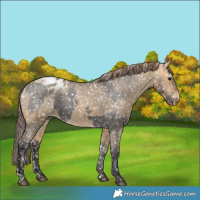 Horse Color:Smoky Grullo Snowflake Varnish  and Buckskin Dun Snowflake Varnish 
