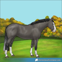 Horse Color:Grullo Splash 