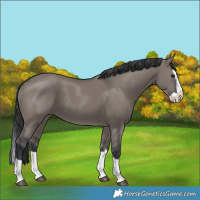 Horse Color:Grullo Splash