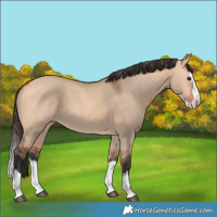Horse Color:Bay Dun Splash 
