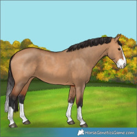 Horse Color:Bay Dun Splash 