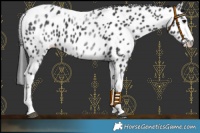 Horse Color:White Spotted Black Splash Tobiano Frame Appaloosa 