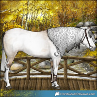 Horse Color:Gray Bay Dun  and Gray Bay Dun Splash 