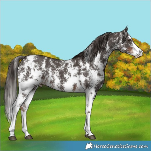 Horse Color:Liver Chestnut Sabino 