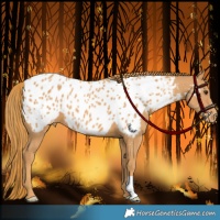 Horse Color:Chestnut Appaloosa