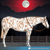 Horse Color:Chestnut Appaloosa