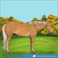 Horse Color:Palomino 