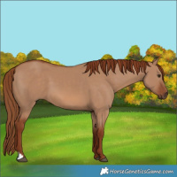 Horse Color:Red Dun